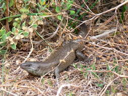 Image of King's Skink