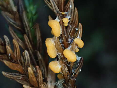 Image of Fuligo muscorum