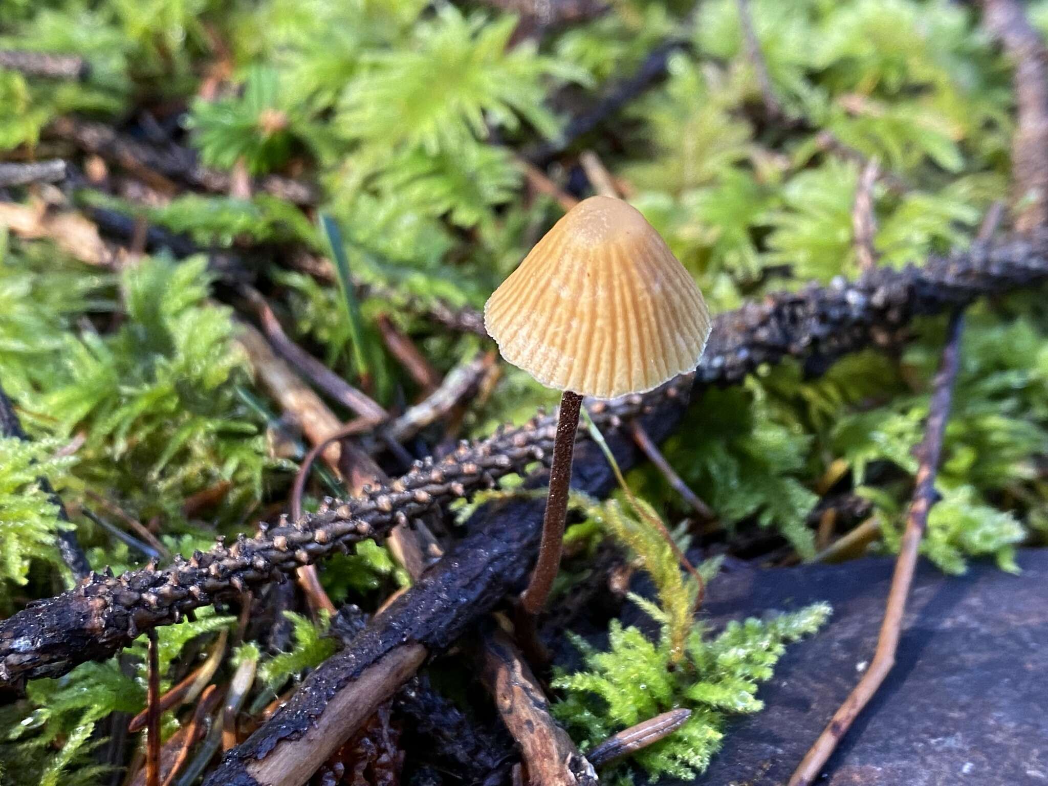 Image de Galerina vittiformis (Fr.) Singer 1950