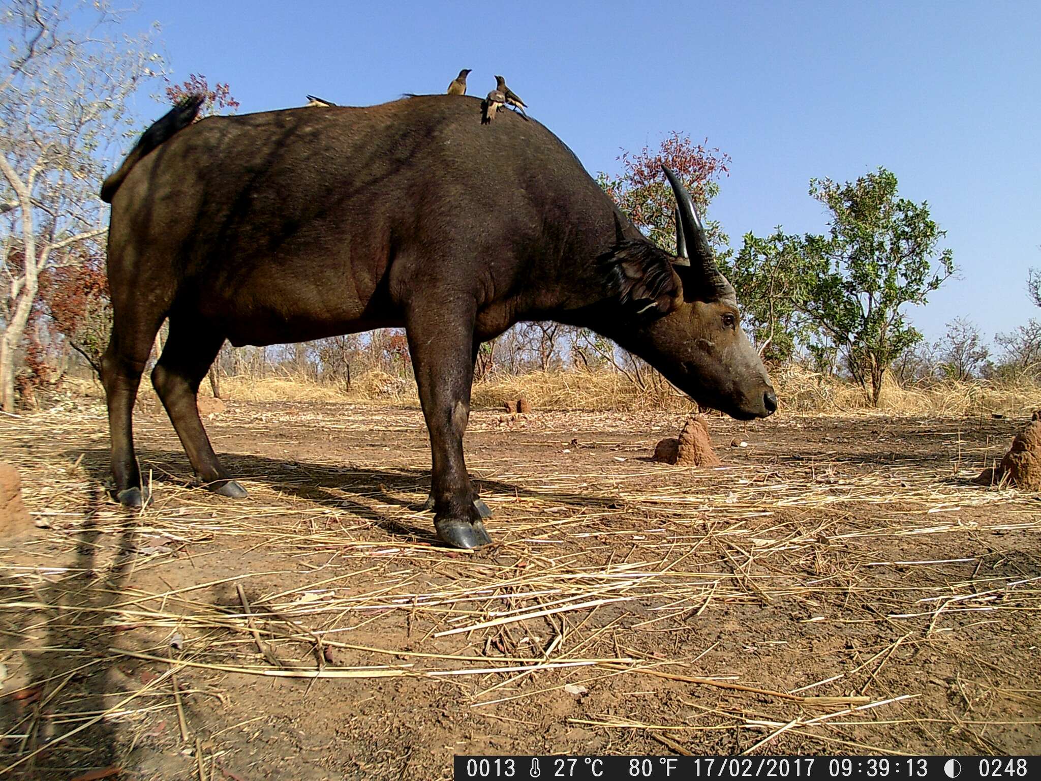 Image of oxpeckers