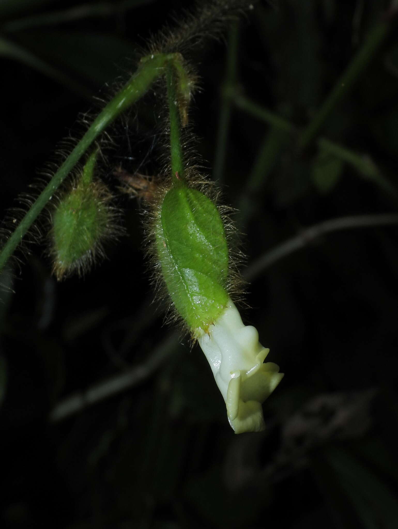 Image of Mendoncia bivalvis (L. fil.) Merrill