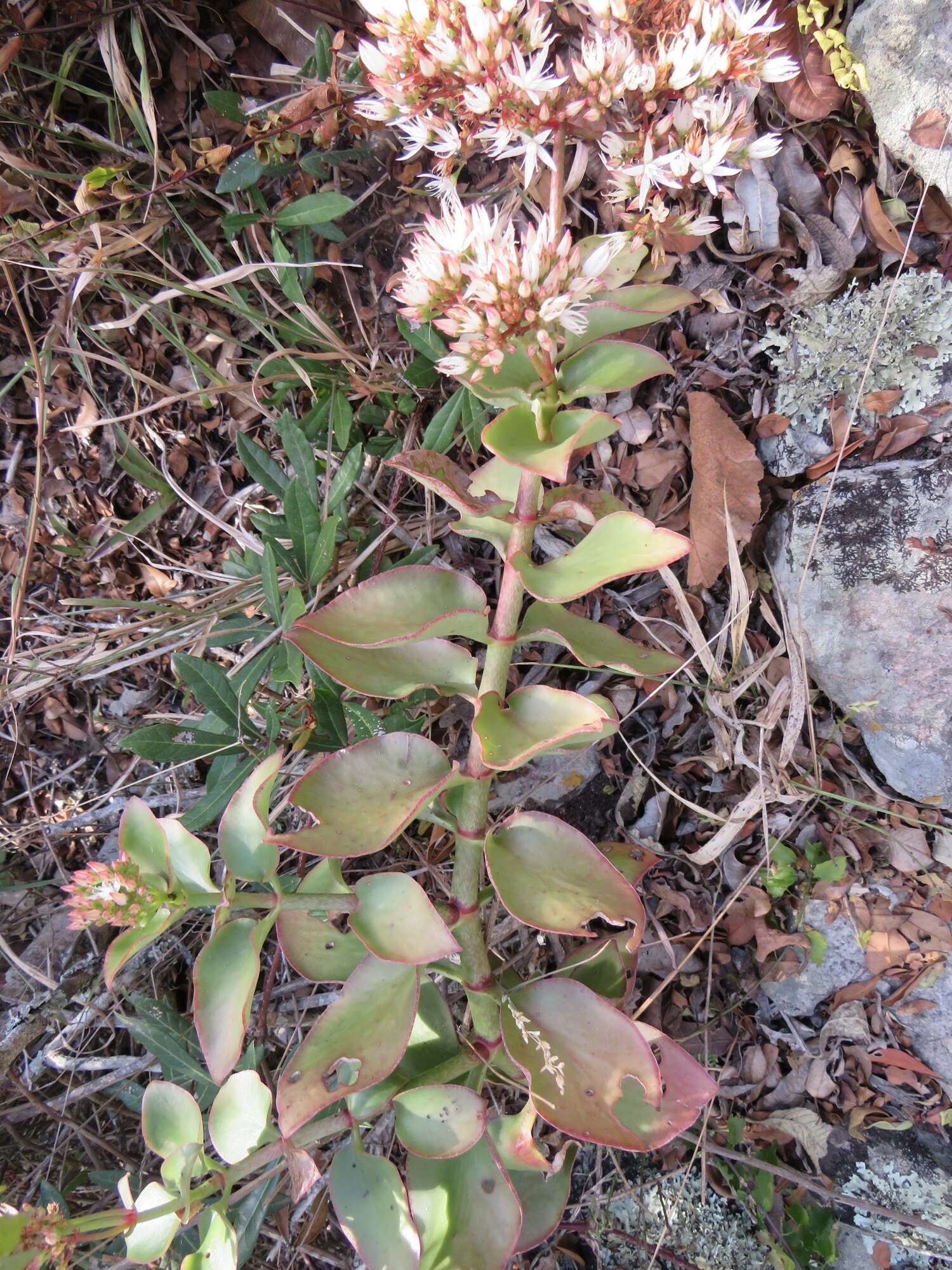 Image of Crassula sarmentosa Harv.