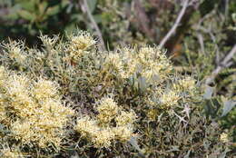 صورة Hakea auriculata Meissn.