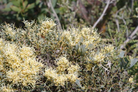 Image of Hakea auriculata Meissn.