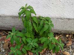 Image of caryopteris