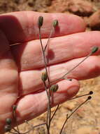 Image of southern hawkweed