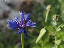 Image of Centaurea cyanoides Berggren & Wahlenb.