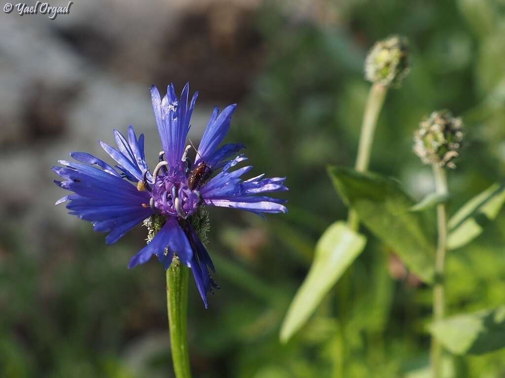 Image of Centaurea cyanoides Berggren & Wahlenb.