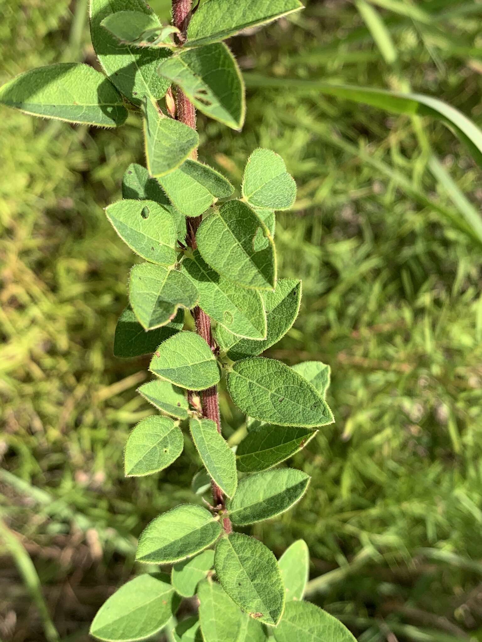 Imagem de Desmodium ciliare (Willd.) DC.