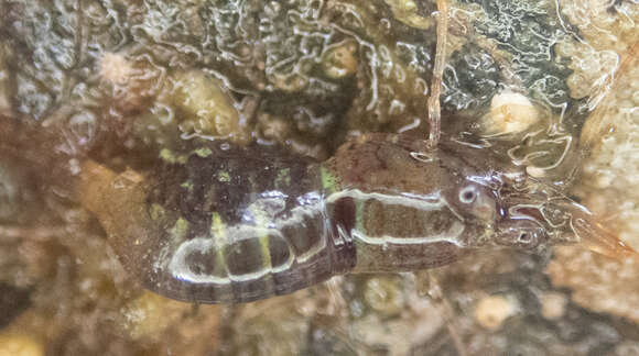 Image of Puget Sound coastal shrimp