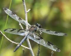 Imagem de Celithemis fasciata Kirby 1889