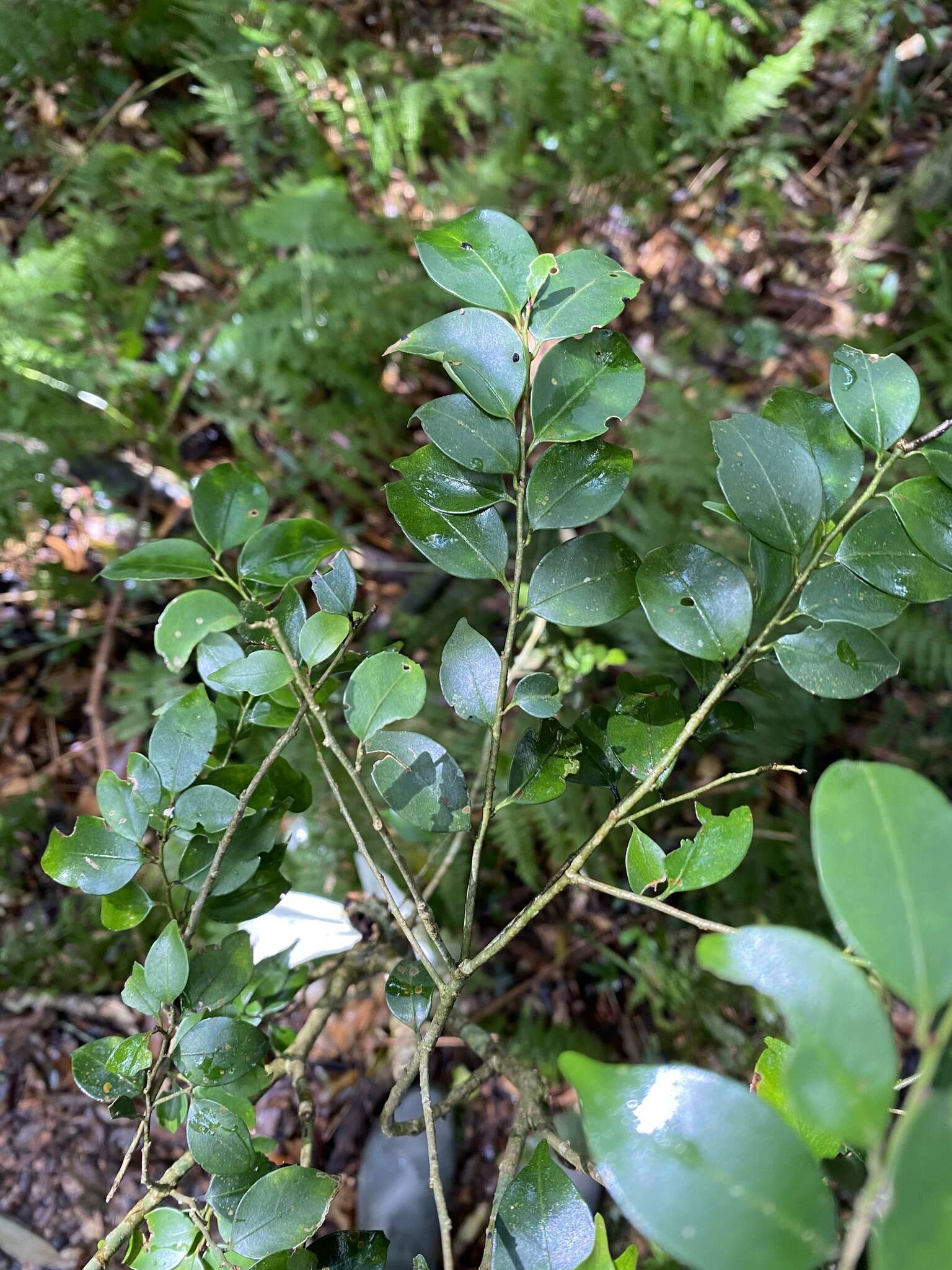 Image of Ilex hayataiana Loes.