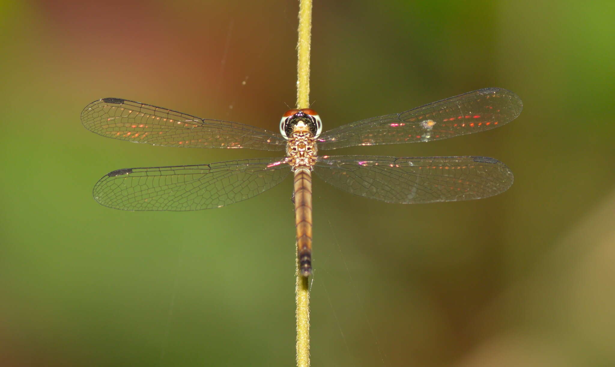 Image of Brachygonia oculata (Brauer 1878)