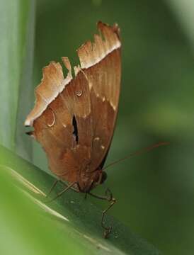 Image of Dark Jungle Glory