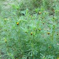 Image of fetid marigold