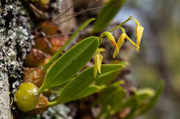 Image of Pineapple orchid