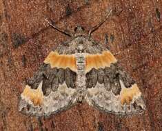 Image of Orange-barred Carpet