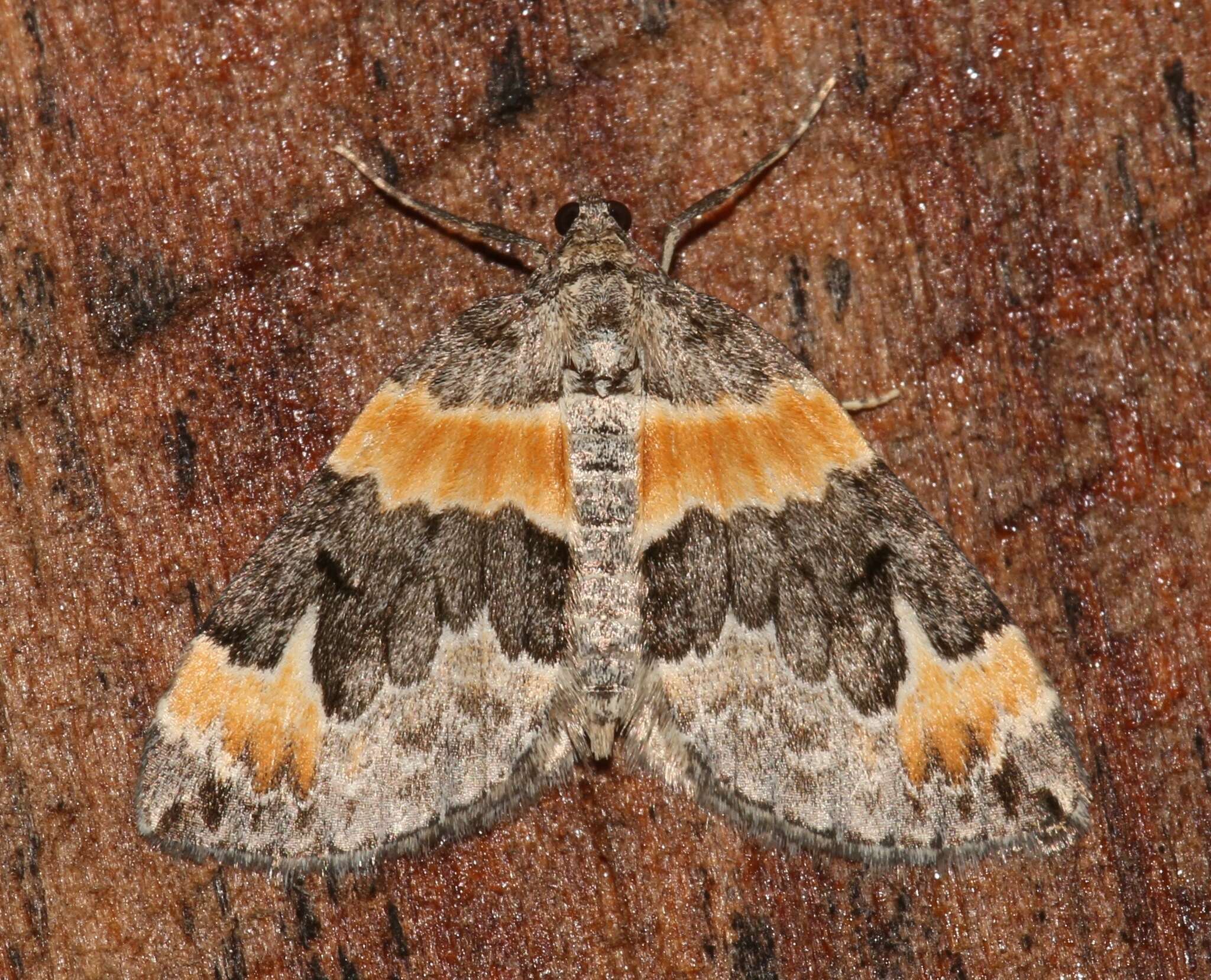 Image of Orange-barred Carpet