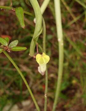 Image of Ceropegia carnosa E. Mey.