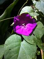 Слика од Ipomoea purga (Wender.) Hayne