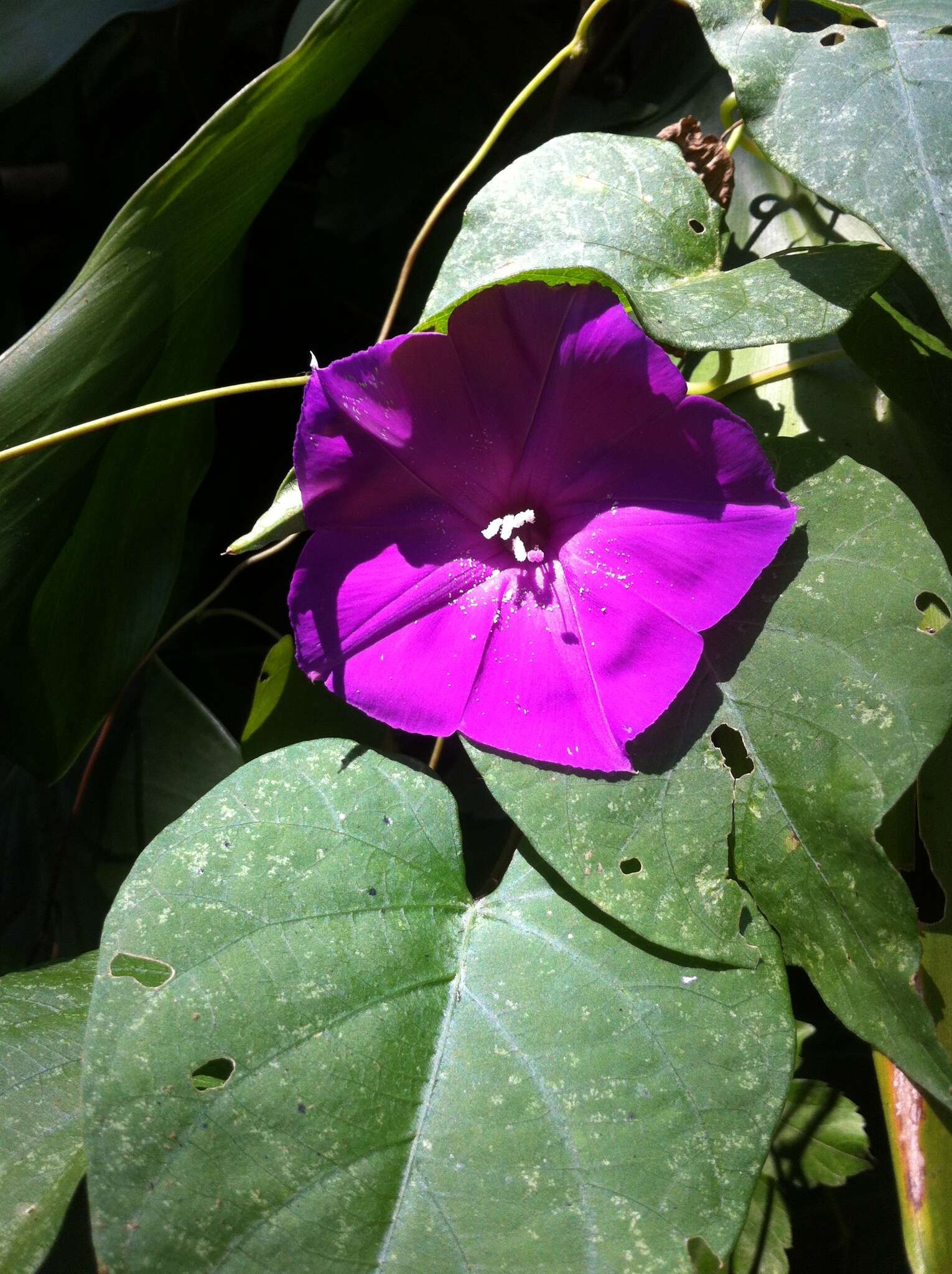 Слика од Ipomoea purga (Wender.) Hayne