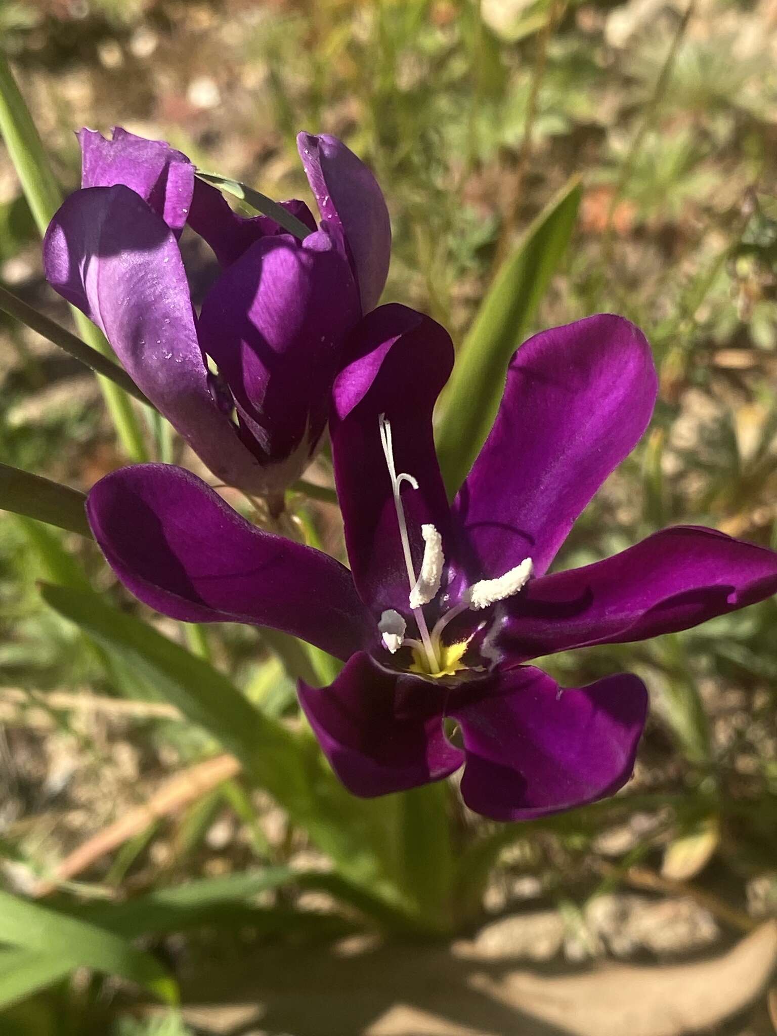 Image of Sparaxis grandiflora subsp. grandiflora