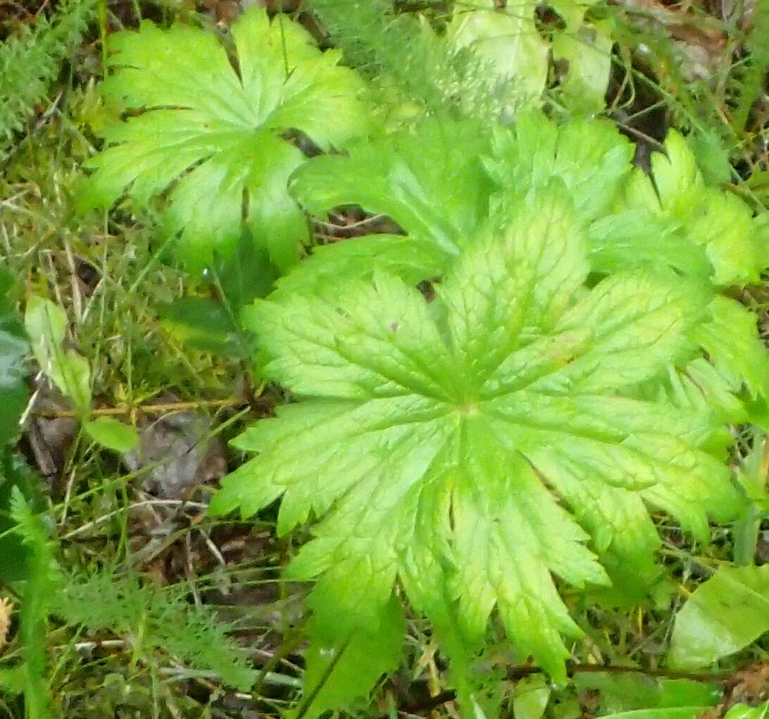 Imagem de Geranium erianthum DC.