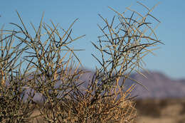 Image of crucifixion thorn