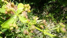 Image of Teedia lucida (Soland.) Rudolphi