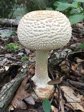 Image of Coker's amanita