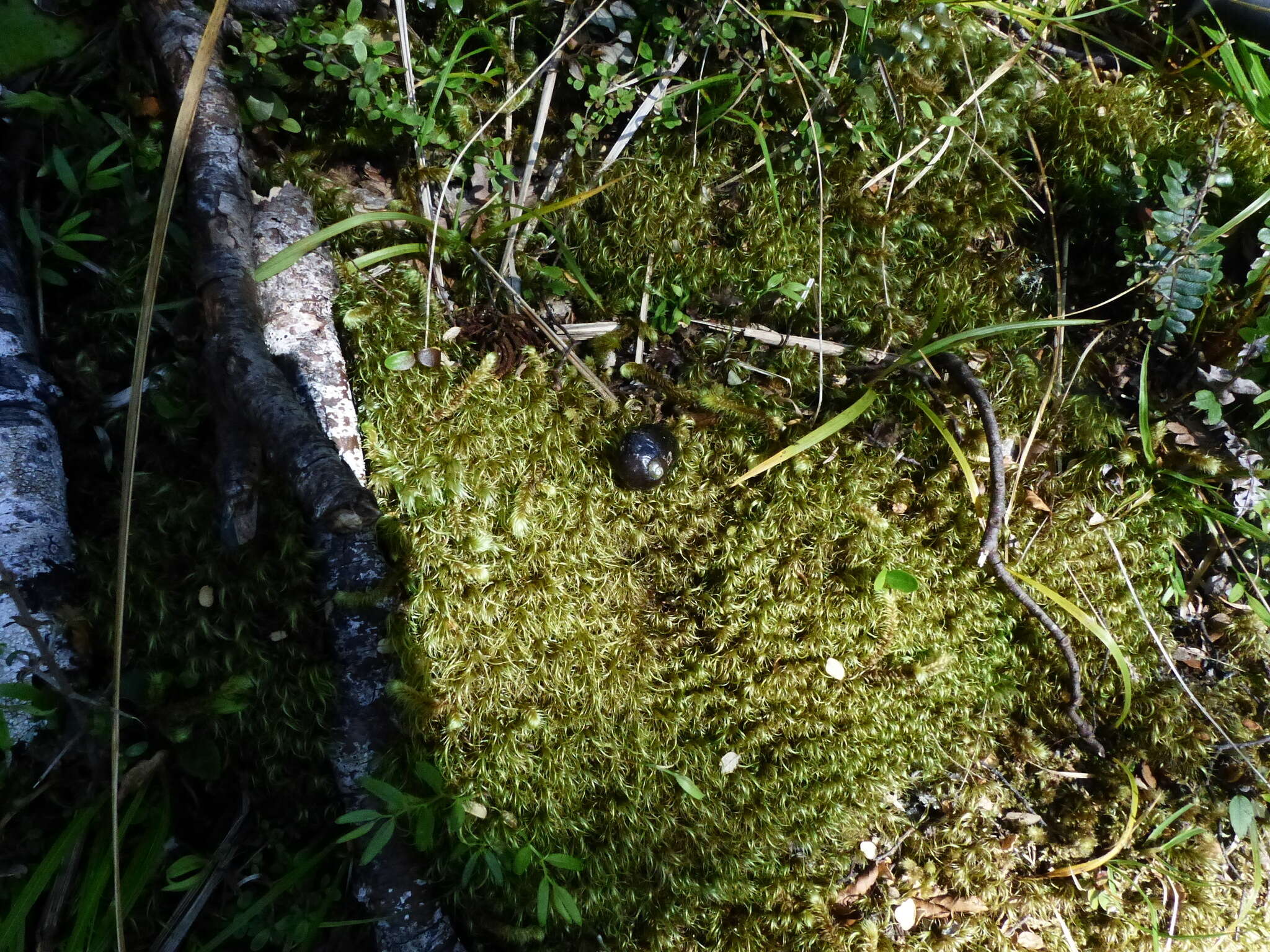 Image of New Zealand microsnails