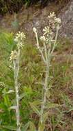 Image de Pterocaulon alopecuroides (Lam.) DC.