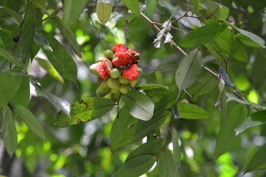 Xylopia macrantha Triana & Planch.的圖片