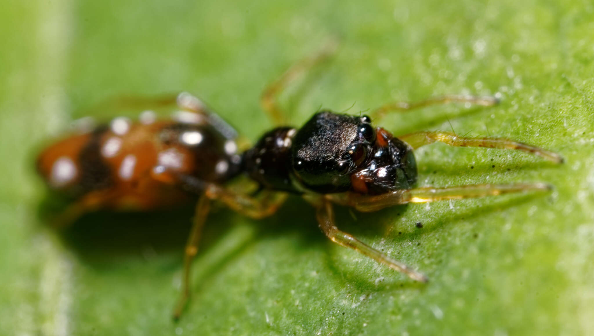 Image of Jumping spider