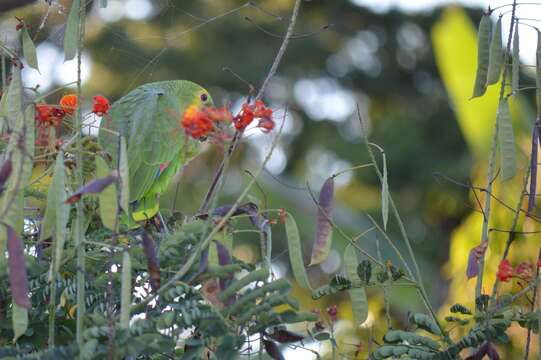 Image of Blue-fronted Amazon