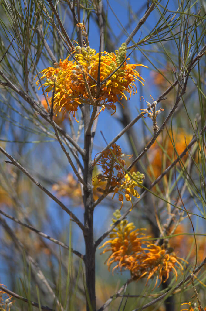 Image of Grevillea juncifolia Hook.