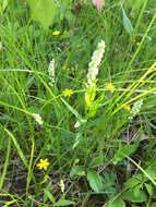 Image of Seneca snakeroot