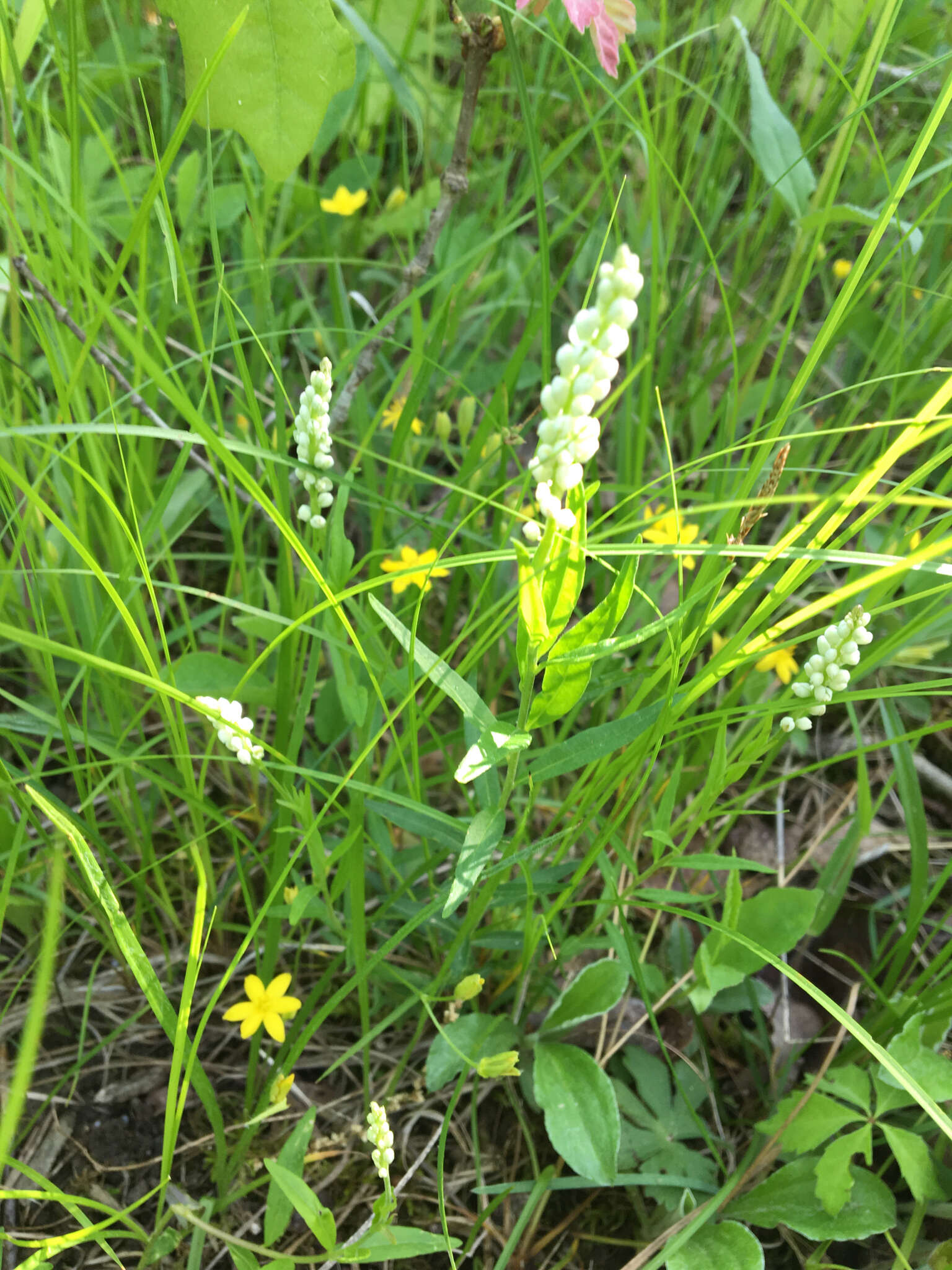 Image of Seneca snakeroot