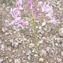 Image of Nerine gaberonensis Bremek. & Oberm.