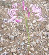 Image of Nerine gaberonensis Bremek. & Oberm.