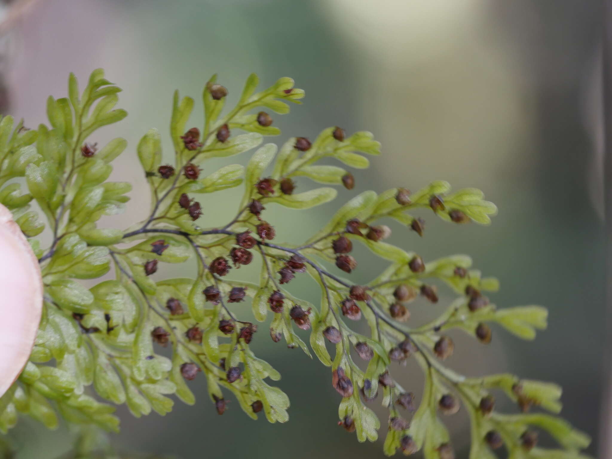 Hymenophyllum sanguinolentum (G. Forst.) Sw.的圖片