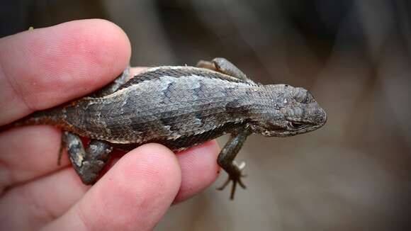 صورة Sceloporus woodi Stejneger 1918