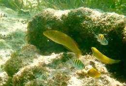 Image of Black-ear wrasse