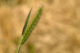 Hordeum depressum (Scribn. & J. G. Sm.) Rydb.的圖片