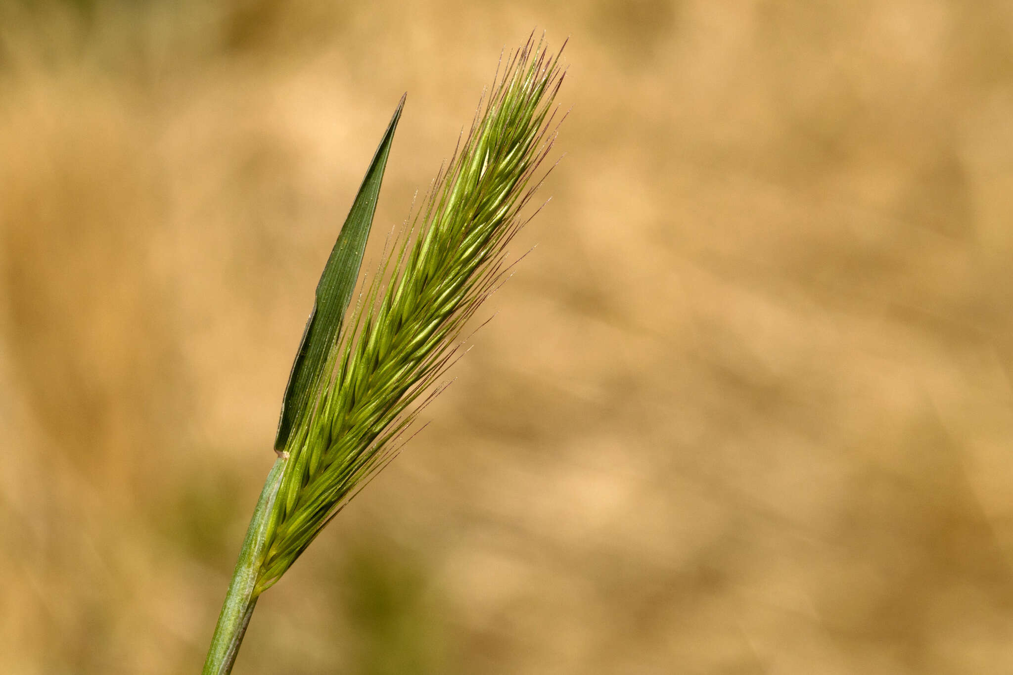 Hordeum depressum (Scribn. & J. G. Sm.) Rydb.的圖片