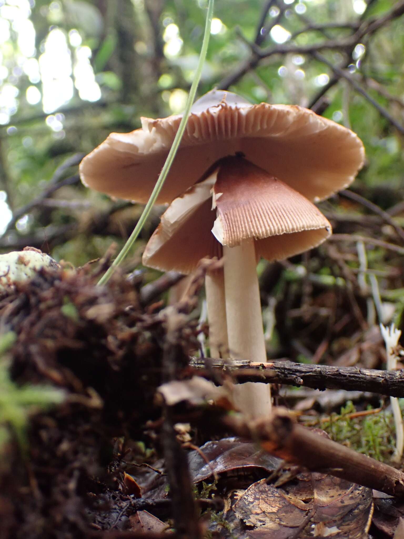 Image of Amanita fuligineodisca Tulloss, Ovrebo & Halling 1992