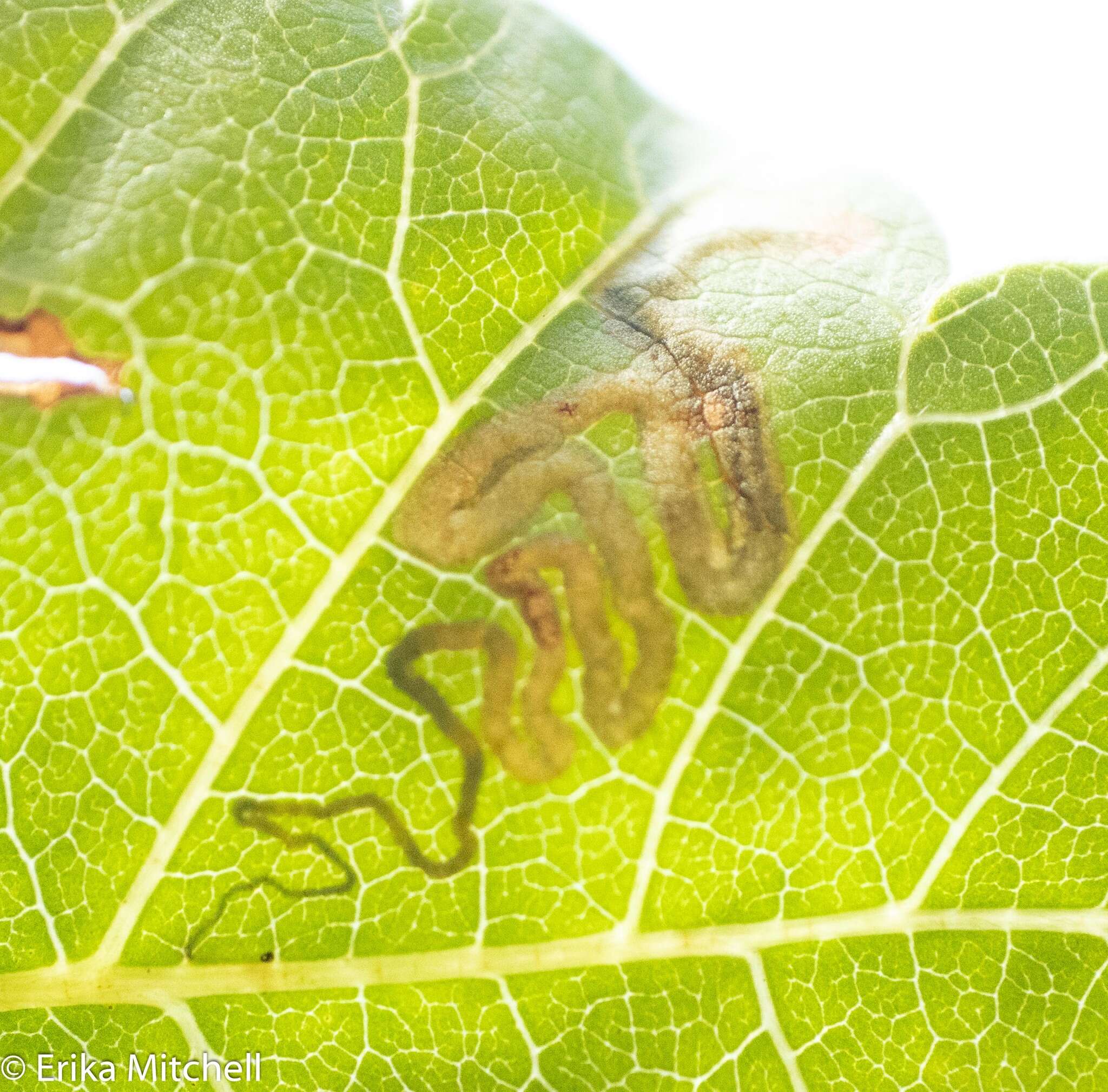 Sivun Stigmella intermedia (Braun 1917) Wilkinson et al. 1979 kuva