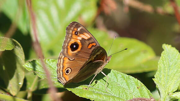 Image of <i>Junonia neildi</i>