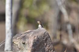 Image of Kirk's Rock Agama