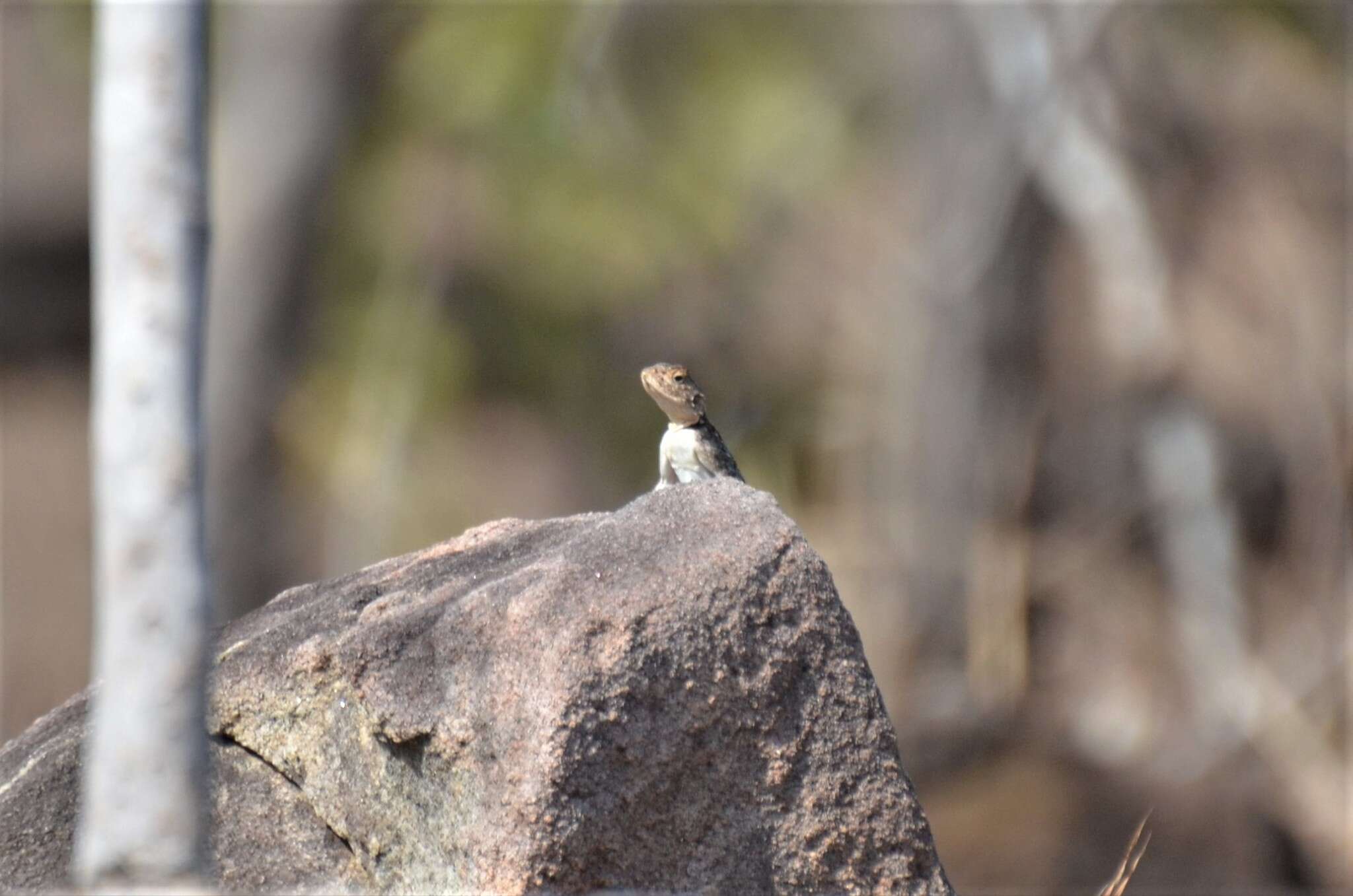 Image of Kirk's Rock Agama